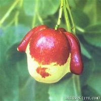 微信枣树头像_高清枣树微信头像