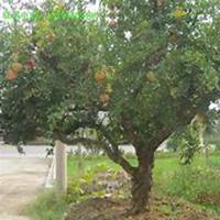 微信枣树头像_高清枣树微信头像