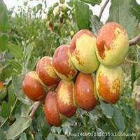 微信枣树头像_高清枣树微信头像