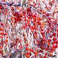 微信枣树头像_高清枣树微信头像