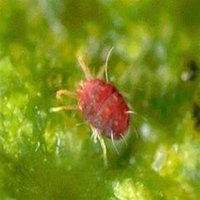 微信枣树头像_高清枣树微信头像