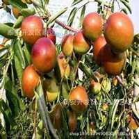 微信枣树头像_高清枣树微信头像