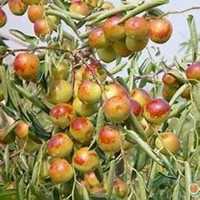 微信枣树头像_高清枣树微信头像