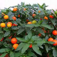 微信枣树头像_高清枣树微信头像