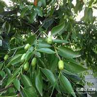 微信枣树头像_高清枣树微信头像