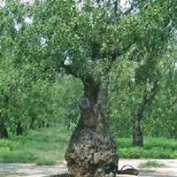 微信枣树头像_高清枣树微信头像