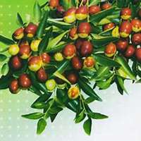 微信枣树头像_高清枣树微信头像