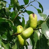 微信枣树头像_高清枣树微信头像