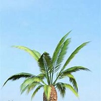 微信枣树头像_高清枣树微信头像