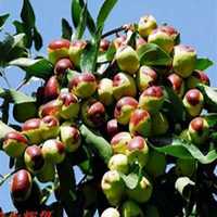 微信枣树头像_高清枣树微信头像