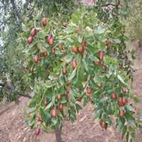 微信枣树头像_高清枣树微信头像