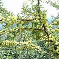 微信枣树头像_高清枣树微信头像