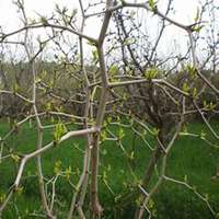 微信枣树头像_高清枣树微信头像