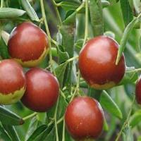 微信枣树头像_高清枣树微信头像