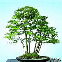 微信枫树头像_高清枫树微信头像