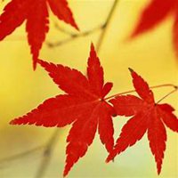 微信枫树头像_高清枫树微信头像