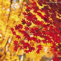 微信枫树头像_高清枫树微信头像