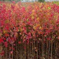 微信枫树头像_高清枫树微信头像