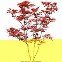 微信枫树头像_高清枫树微信头像