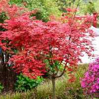 微信枫树头像_高清枫树微信头像