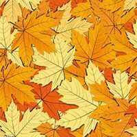 微信枫树头像_高清枫树微信头像