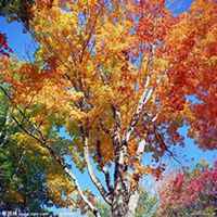 微信枫树头像_高清枫树微信头像