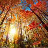 微信枫树头像_高清枫树微信头像