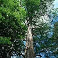 微信柏树头像_高清柏树微信头像