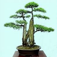 微信柏树头像_高清柏树微信头像