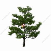 微信柏树头像_高清柏树微信头像