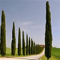 微信柏树头像_高清柏树微信头像