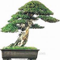 微信柏树头像_高清柏树微信头像