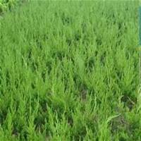 微信柏树头像_高清柏树微信头像