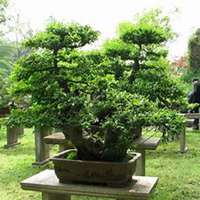 微信柏树头像_高清柏树微信头像