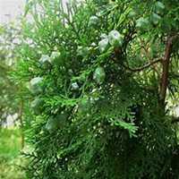 微信柏树头像_高清柏树微信头像