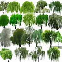 微信柳树头像_高清柳树微信头像