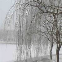 微信柳树头像_高清柳树微信头像