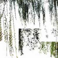 微信柳树头像_高清柳树微信头像