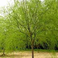 微信柳树头像_高清柳树微信头像