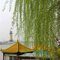 微信柳树头像_高清柳树微信头像