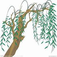 微信柳树头像_高清柳树微信头像