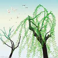 微信柳树头像_高清柳树微信头像