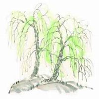 微信柳树头像_高清柳树微信头像
