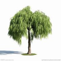 微信柳树头像_高清柳树微信头像