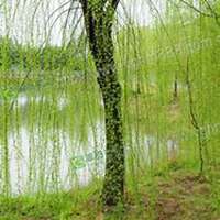 微信柳树头像_高清柳树微信头像