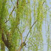 微信柳树头像_高清柳树微信头像