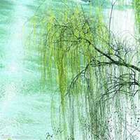 微信柳树头像_高清柳树微信头像