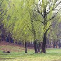 微信柳树头像_高清柳树微信头像