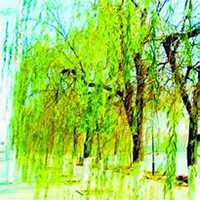 微信柳树头像_高清柳树微信头像