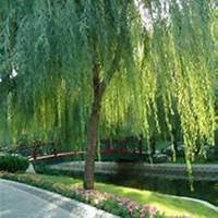 微信柳树头像_高清柳树微信头像